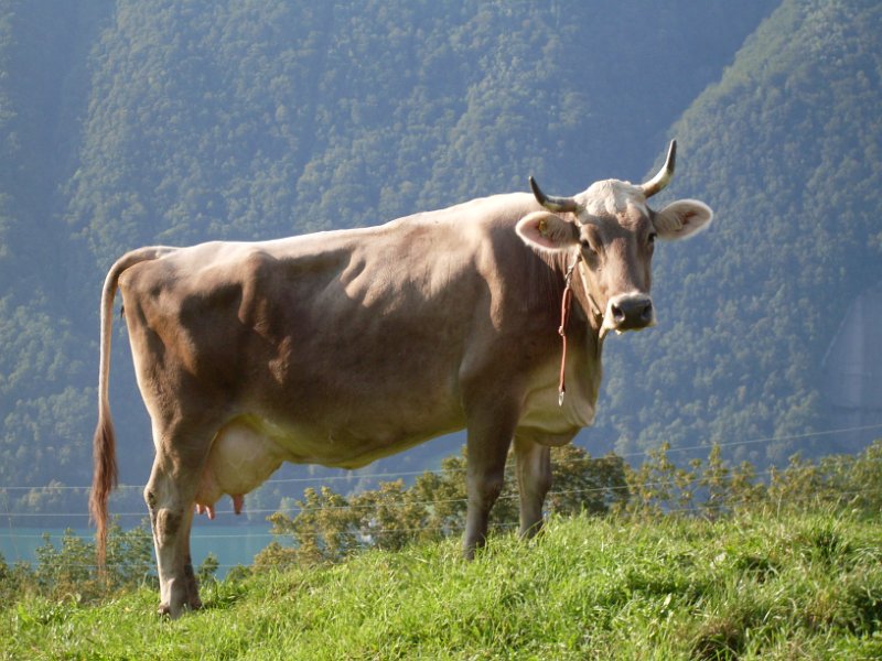 Schweiz 2034